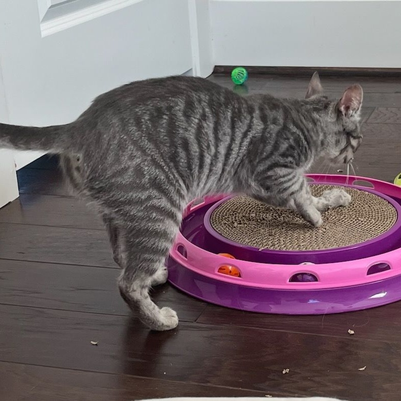 Enlarge Faith, a Adoptable mixed breed in Magnolia, TX image 5/6