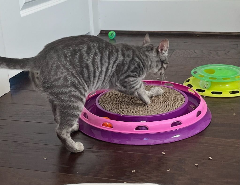 Enlarge Faith, a Adoptable mixed breed in Magnolia, TX image 4/6