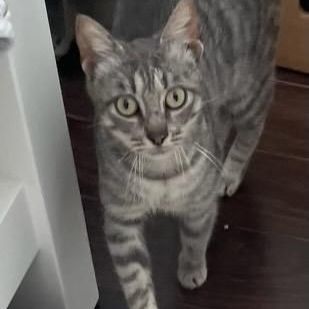 Faith, Adoptable, Adult Female American Shorthair & Tabby.