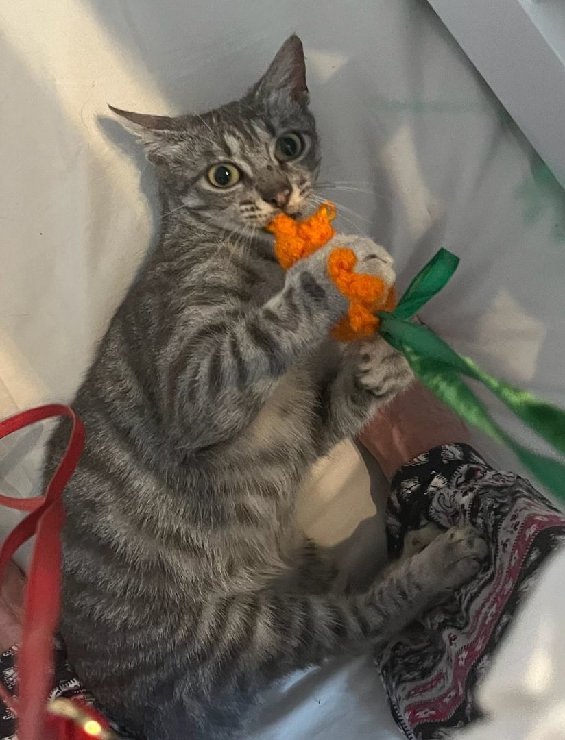 Enlarge Faith, a Adoptable mixed breed in Magnolia, TX image 5/6