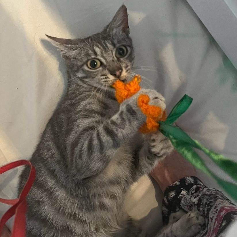 Enlarge Faith, a Adoptable mixed breed in Magnolia, TX image 6/6