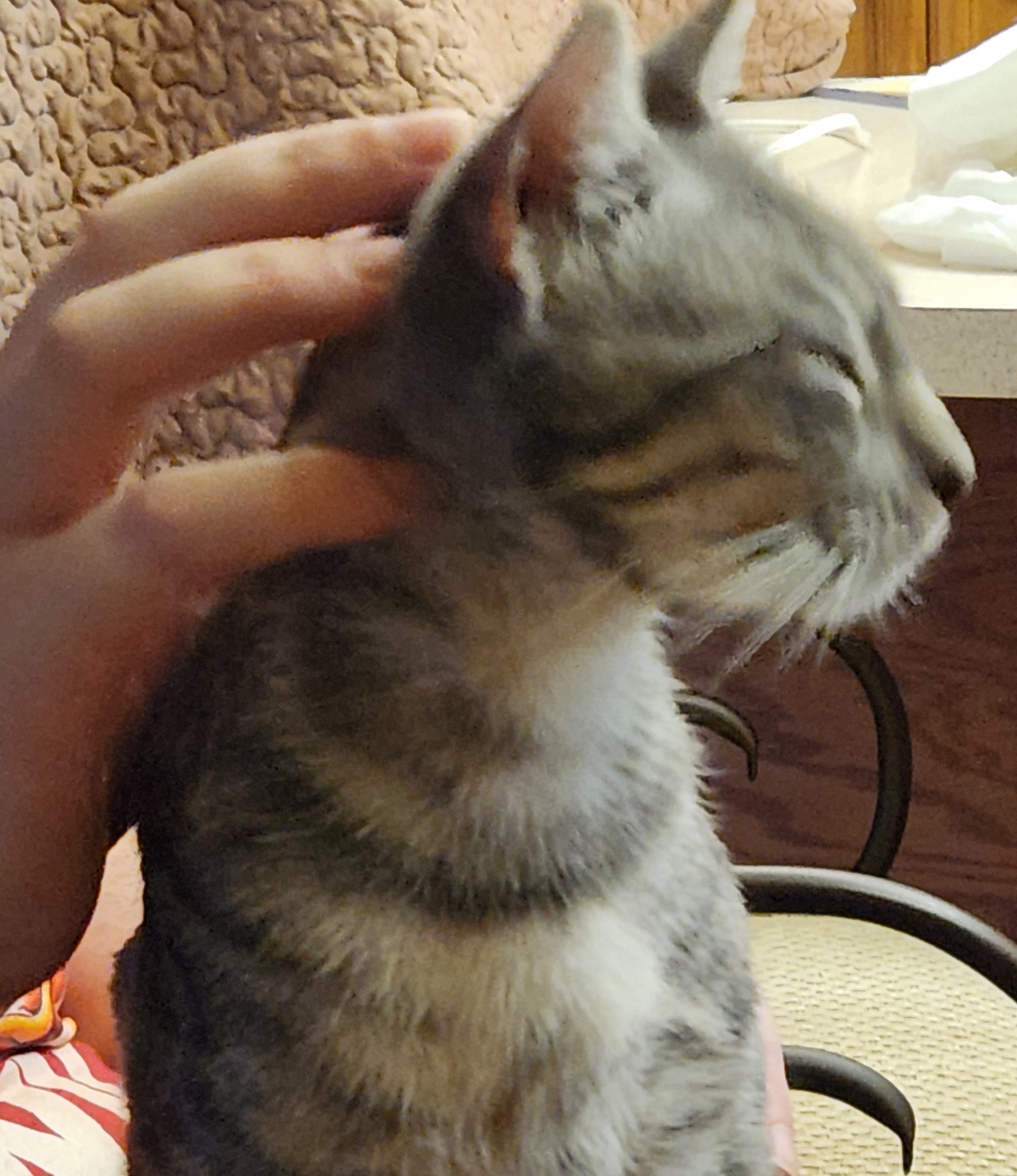 Enlarge Faith, a Adoptable mixed breed in Magnolia, TX image 2/6