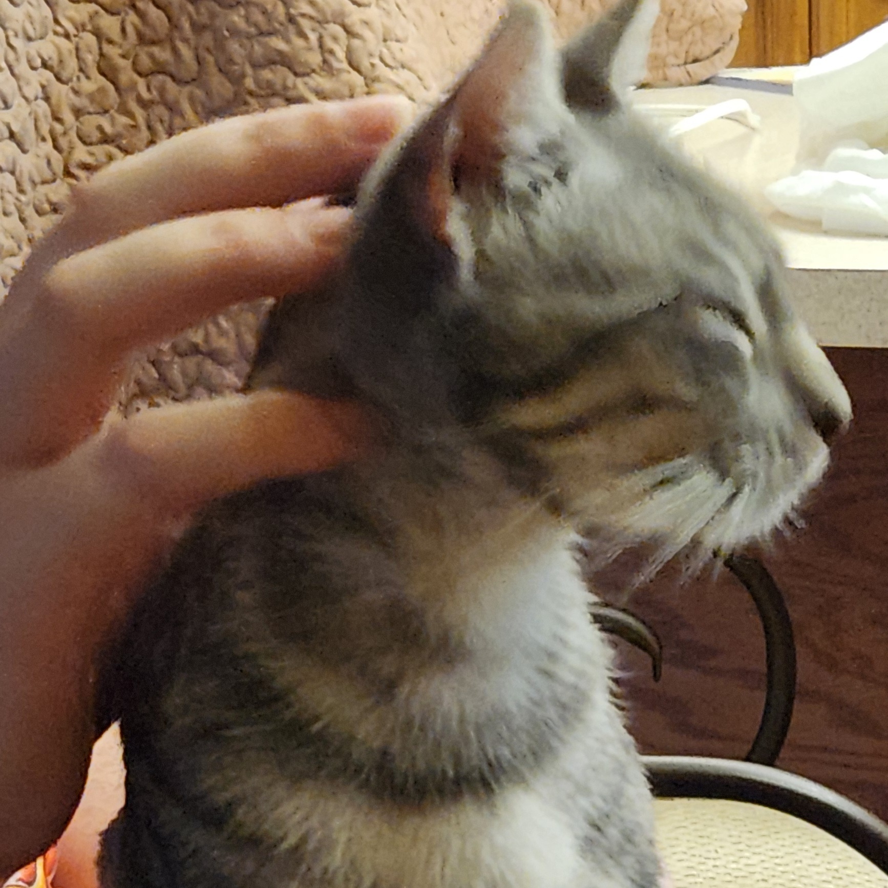 Enlarge Faith, a Adoptable mixed breed in Magnolia, TX image 3/6