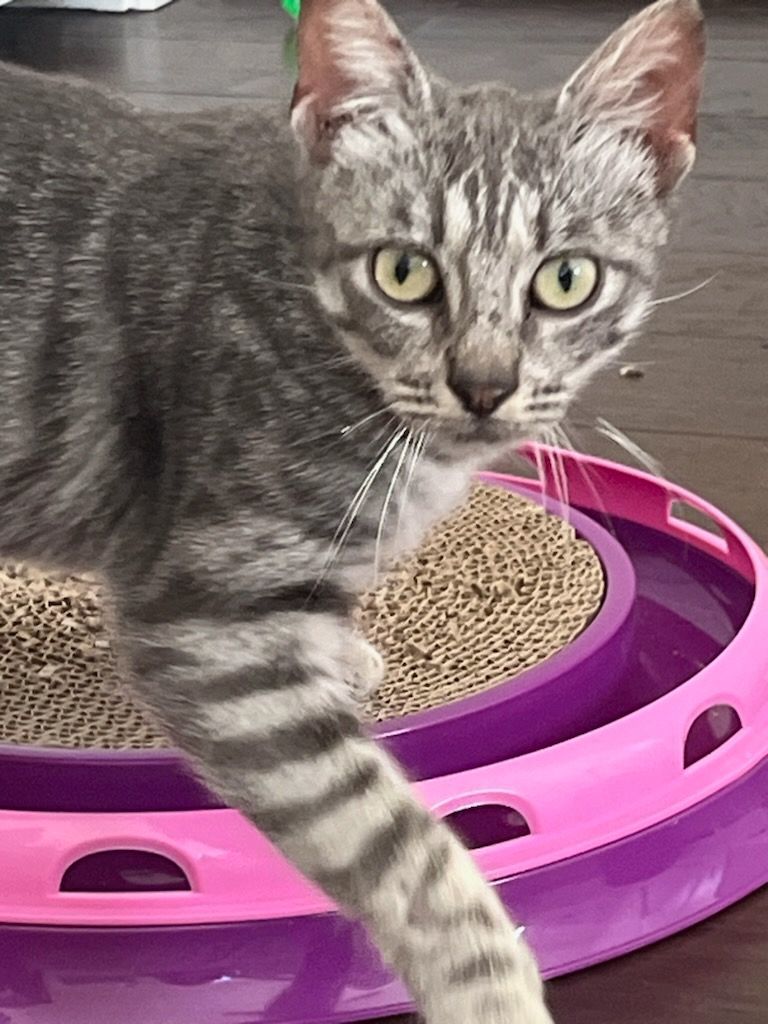 Enlarge Faith, a Adoptable mixed breed in Magnolia, TX image 6/6