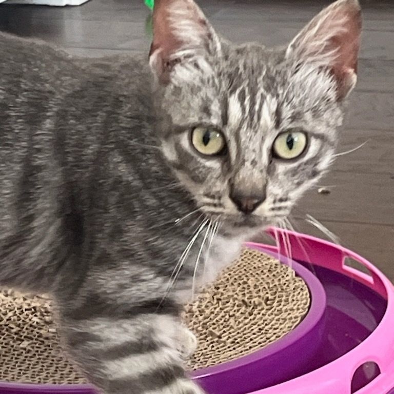 Enlarge Faith, a Adoptable mixed breed in Magnolia, TX image 1/6