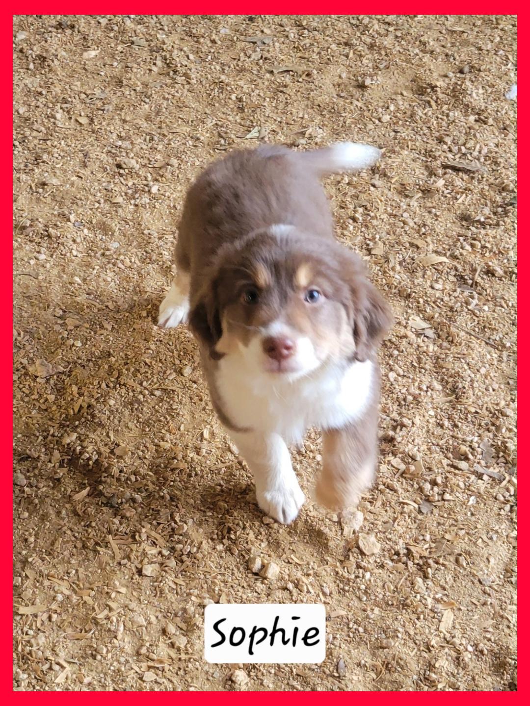 Sophie, adopted, Young Female Australian Shepherd.