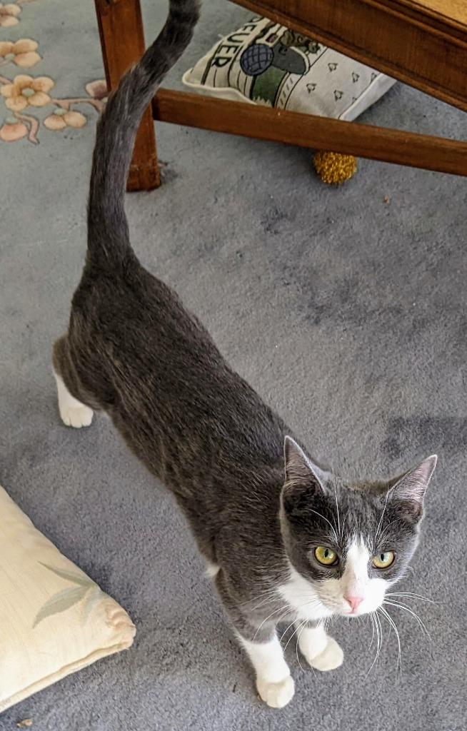 Enlarge Nilla, a Adopted mixed breed in Phoenix, AZ image 1/1