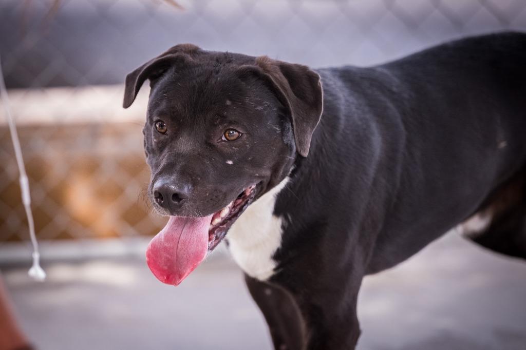 Ghost Face, Adoptable, Young Male Pit Bull Terrier & Australian Cattle Dog / Blue Heeler.