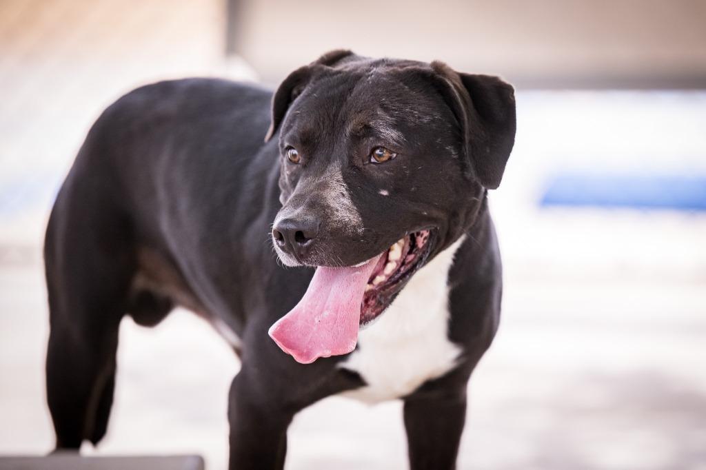 Ghost Face, a Adoptable mixed breed in Twentynine Palms, CA image 2/4