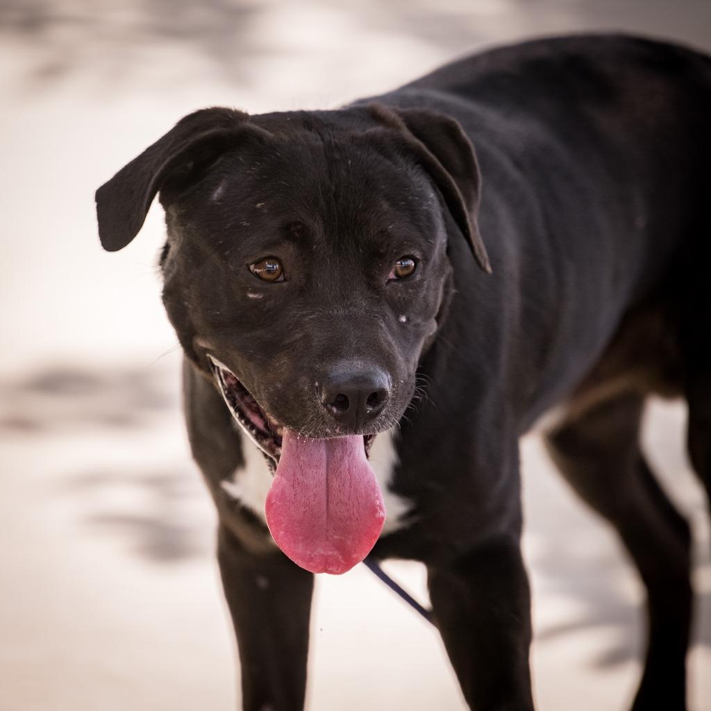 Ghost Face, a Adoptable mixed breed in Twentynine Palms, CA image 3/4