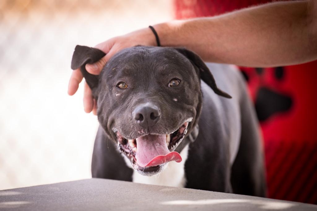 Ghost Face, a Adoptable mixed breed in Twentynine Palms, CA image 4/4