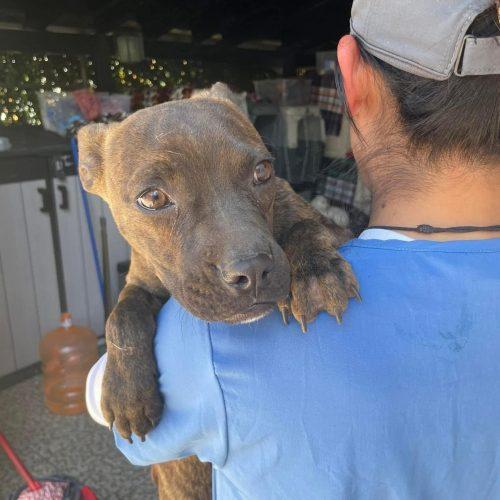 Pulque, a Adoptable mixed breed in Sunderland, ON image 1/5