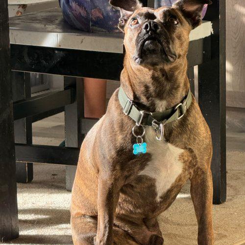 Pulque, Adoptable, Adult Male Mixed Breed.