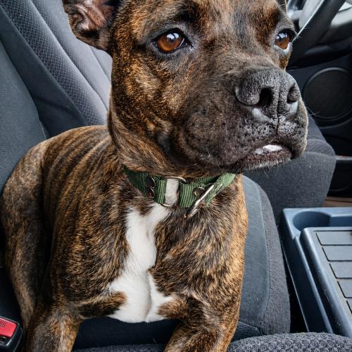 Enlarge Pulque, a Adoptable mixed breed in Sunderland, ON image 2/5
