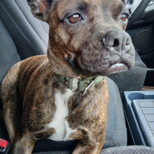 Pulque, a Adoptable mixed breed in Sunderland, ON image 2/5
