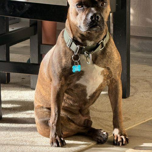 Enlarge Pulque, a Adoptable mixed breed in Sunderland, ON image 3/6