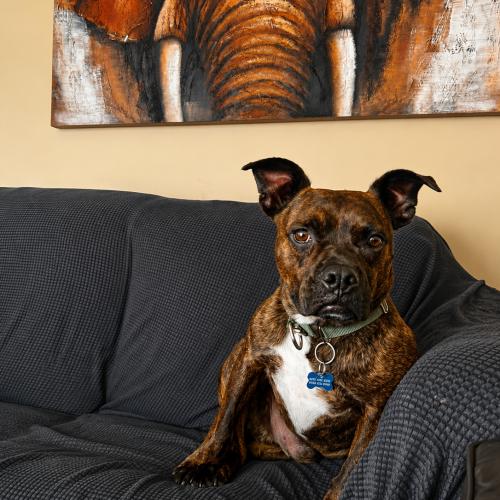 Enlarge Pulque, a Adoptable mixed breed in Sunderland, ON image 4/5