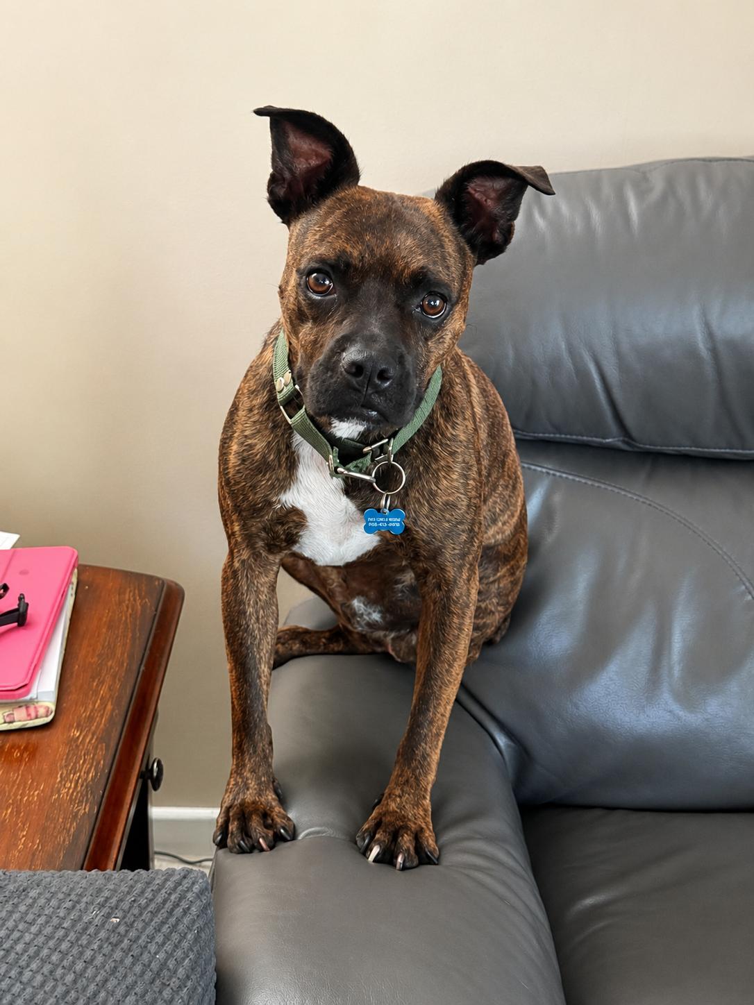 Pulque, a Adoptable mixed breed in Sunderland, ON image 5/6
