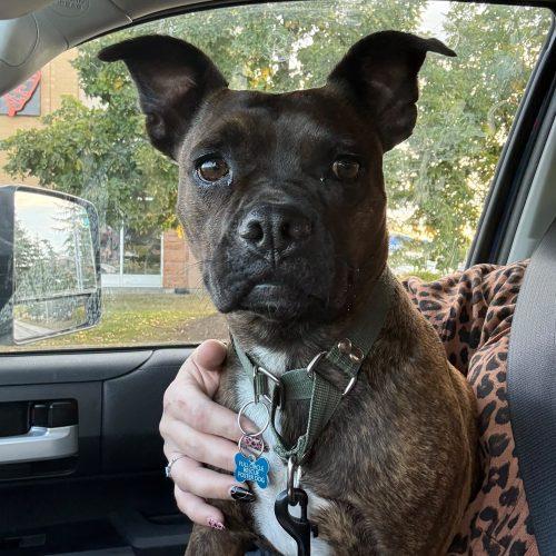 Enlarge Pulque, a Adoptable mixed breed in Sunderland, ON image 5/6