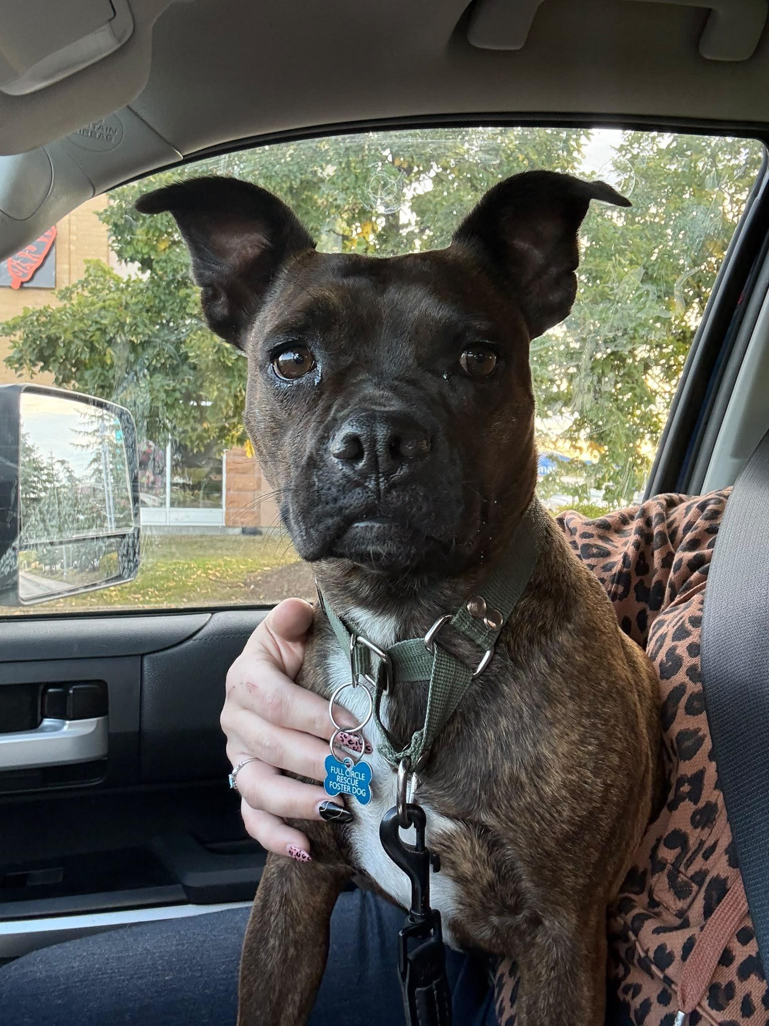 Enlarge Pulque, a Adoptable mixed breed in Sunderland, ON image 6/6