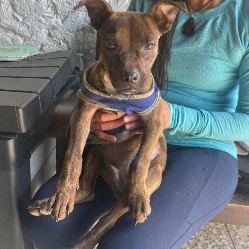 Pulque, a Adoptable mixed breed in Sunderland, ON image 2/5