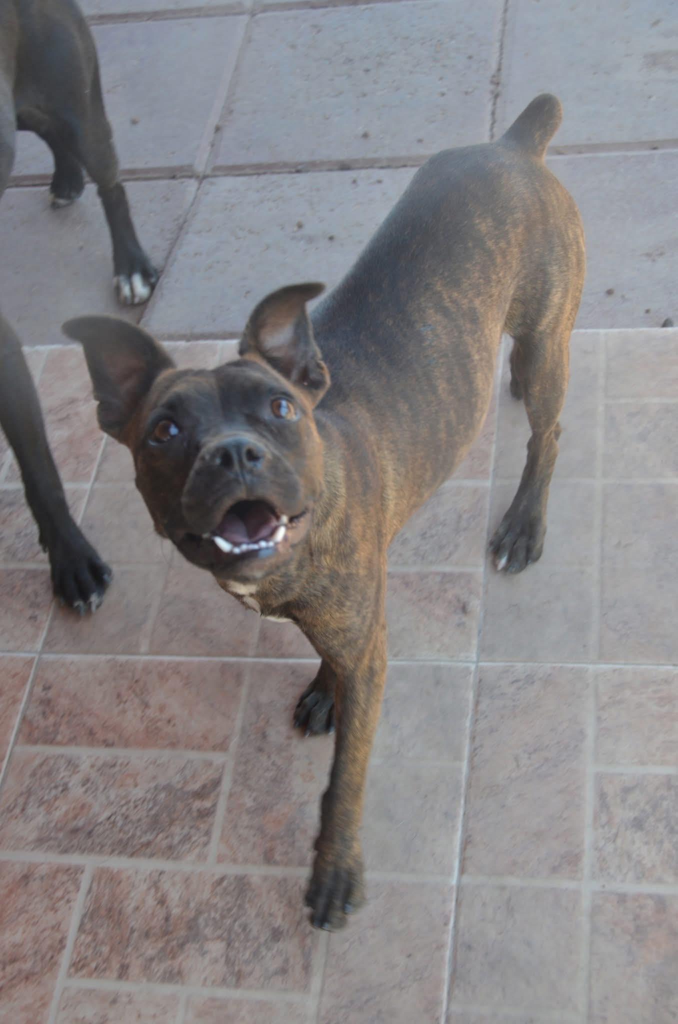 Pulque, a Adoptable mixed breed in Sunderland, ON image 3/5