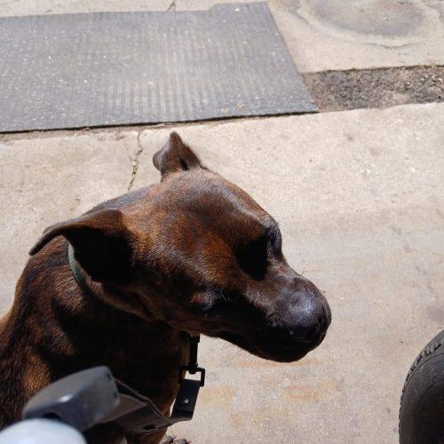 Pulque, a Adoptable mixed breed in Sunderland, ON image 4/5