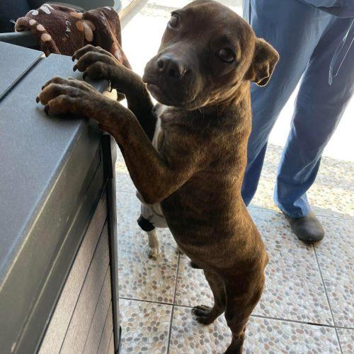 Pulque, a Adoptable mixed breed in Sunderland, ON image 5/5
