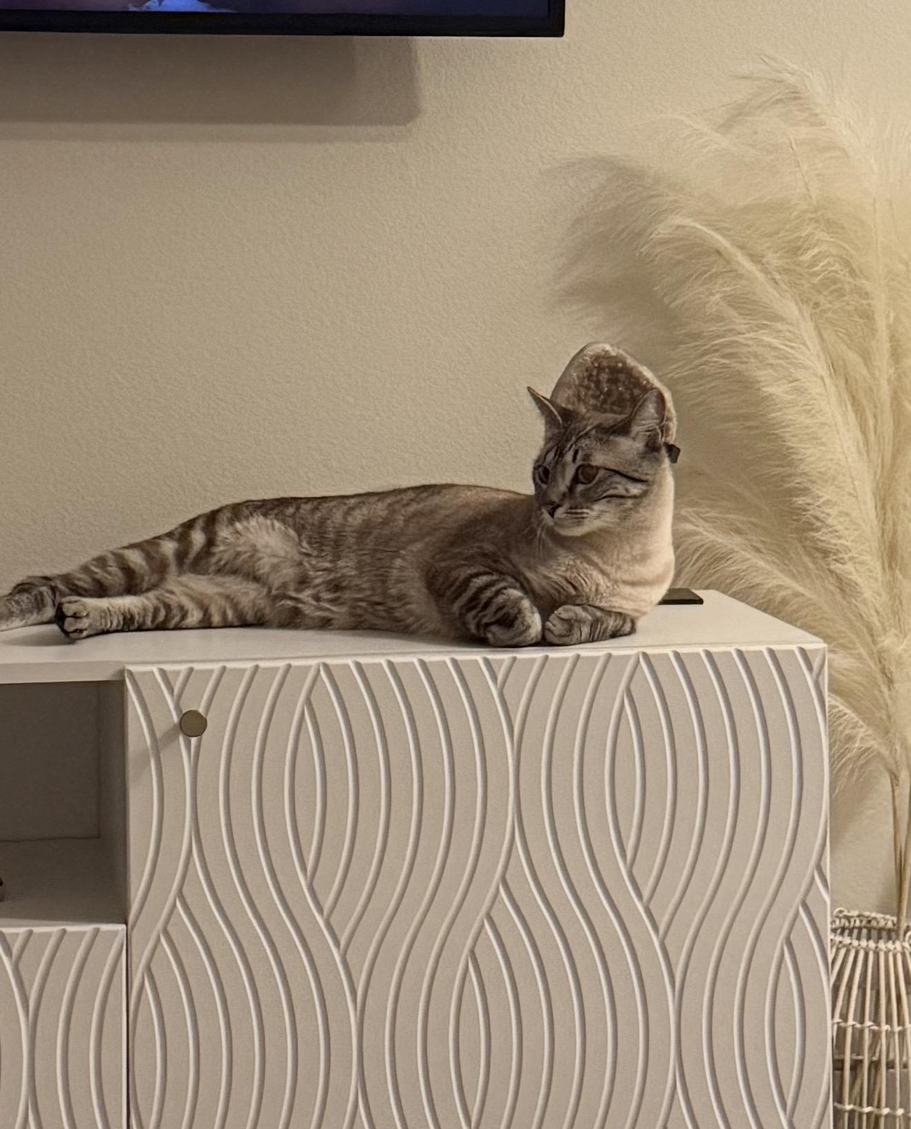 Enlarge Orion , an adopted Siamese in Bell Gardens, CA image 5/6