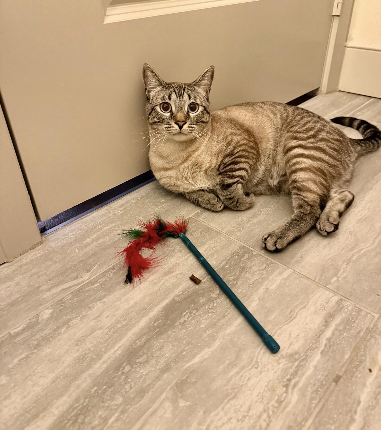 Enlarge Orion , an adopted Siamese in Bell Gardens, CA image 1/6