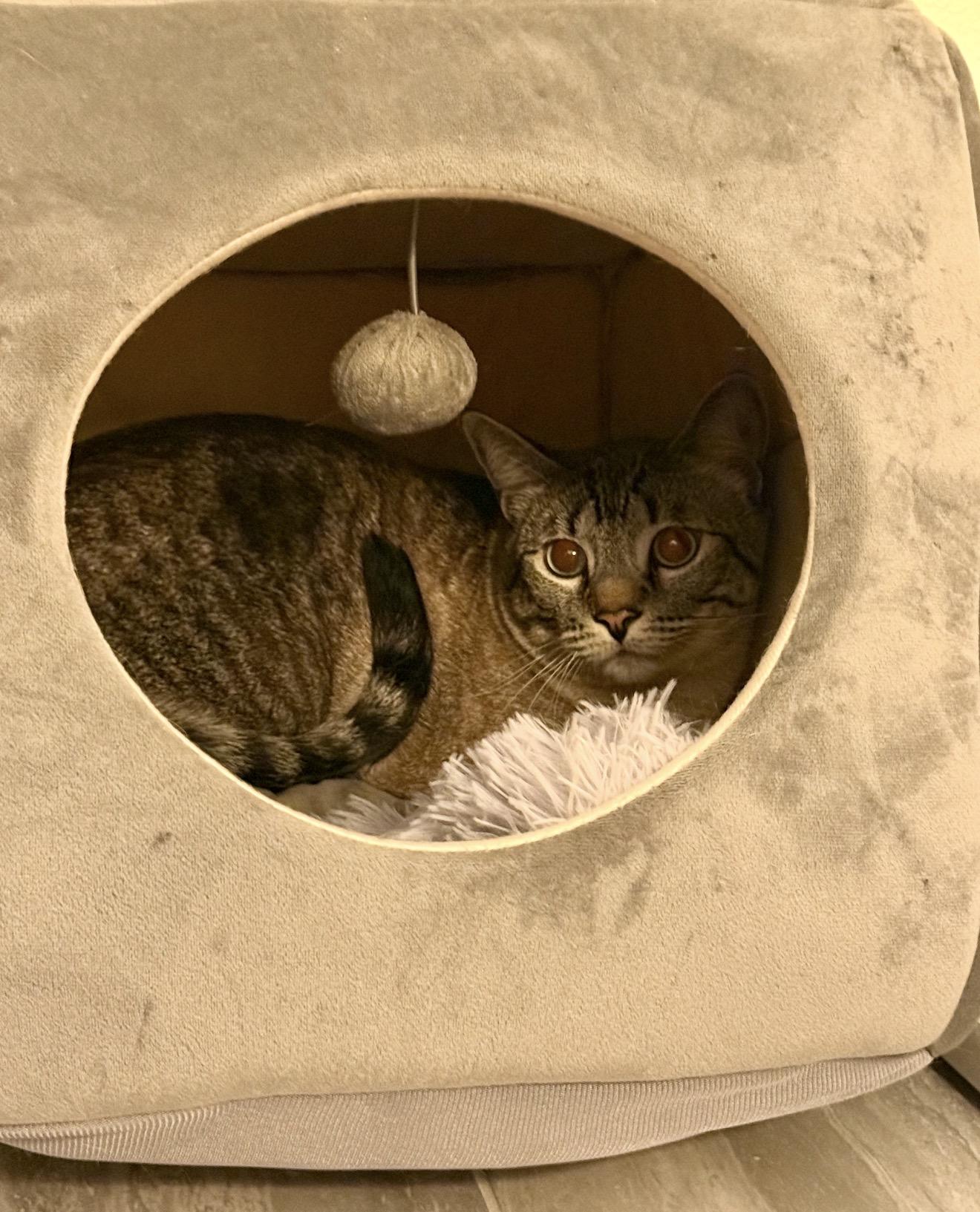 Enlarge Orion , an adopted Siamese in Bell Gardens, CA image 2/6