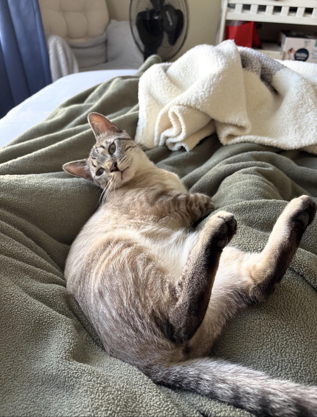 Enlarge Orion , an adopted Siamese in Bell Gardens, CA image 6/6