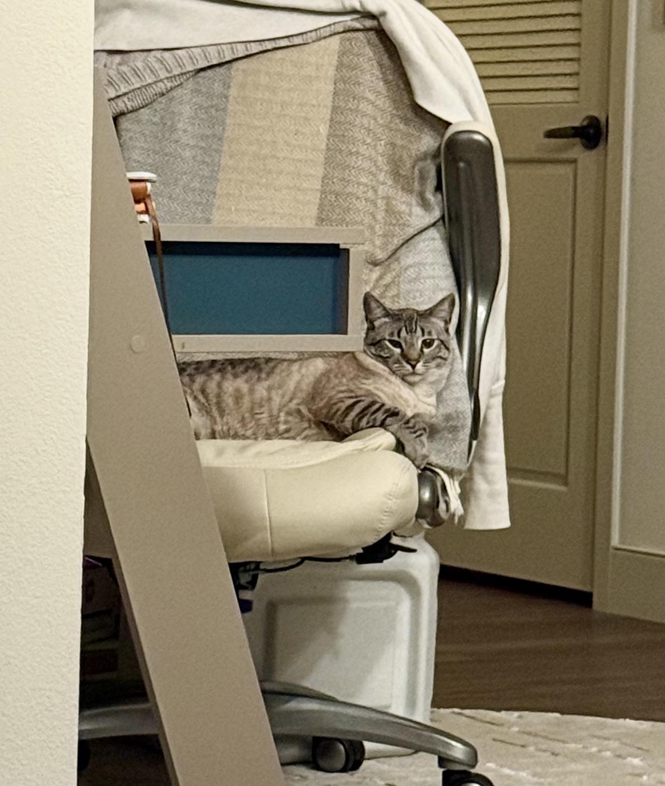 Enlarge Orion , an adopted Siamese in Bell Gardens, CA image 4/6