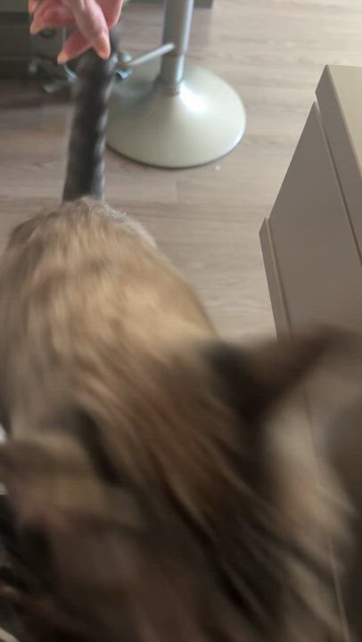 Enlarge Orion , an adopted Siamese in Bell Gardens, CA video 3/6