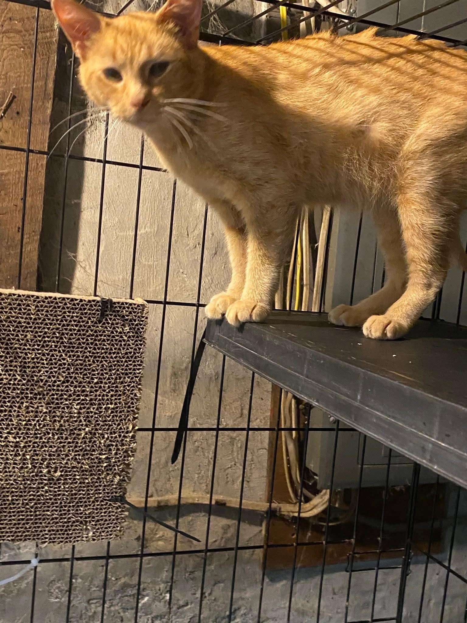 Butterscotch, a Adoptable mixed breed in Brownsville, PA image 1/4