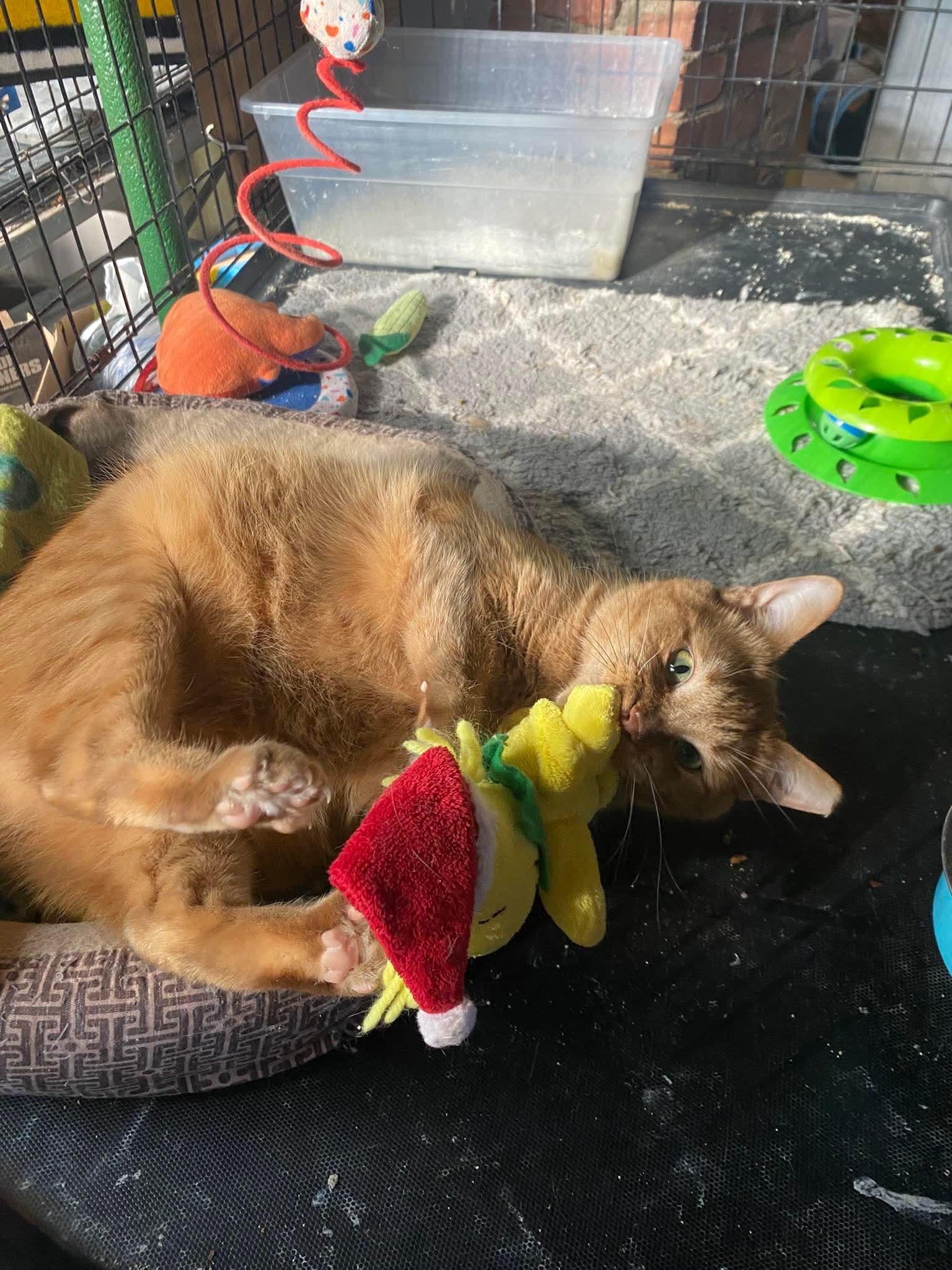 Butterscotch, a Adoptable mixed breed in Brownsville, PA image 4/4