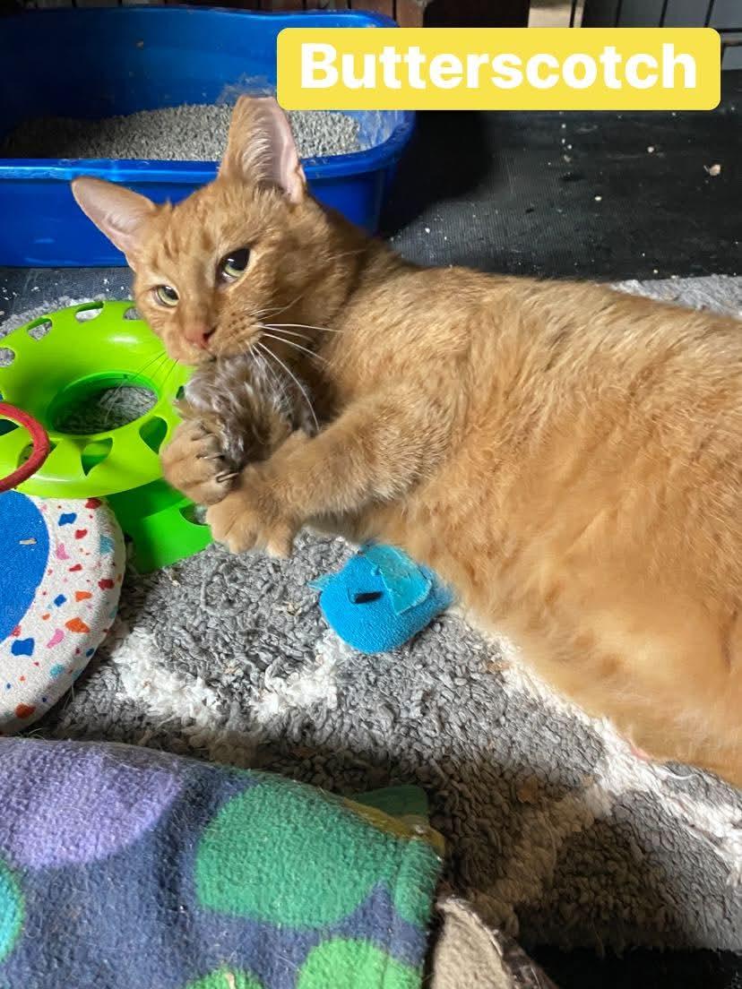 Butterscotch, a Adoptable mixed breed in Brownsville, PA image 3/4