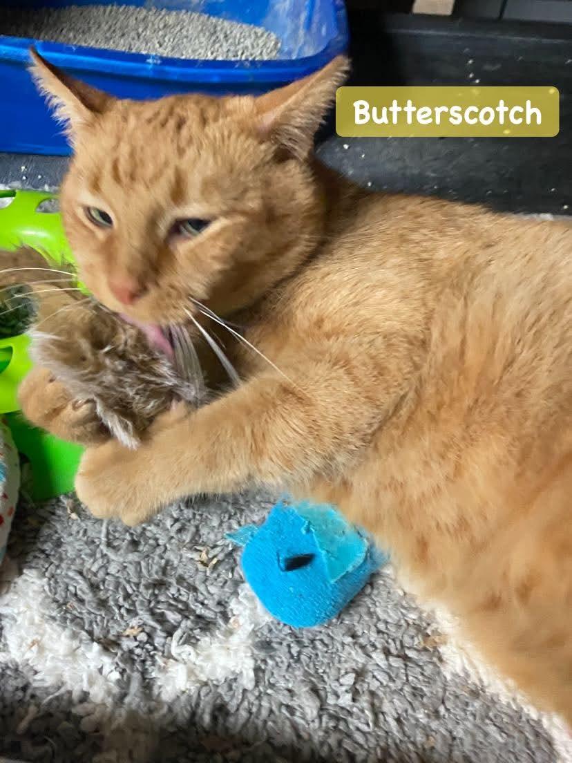 Butterscotch, a Adoptable mixed breed in Brownsville, PA image 2/4