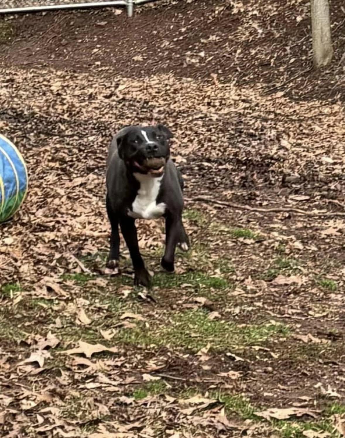 Enlarge Joey, a Adopted mixed breed in Hummelstown, PA image 3/5