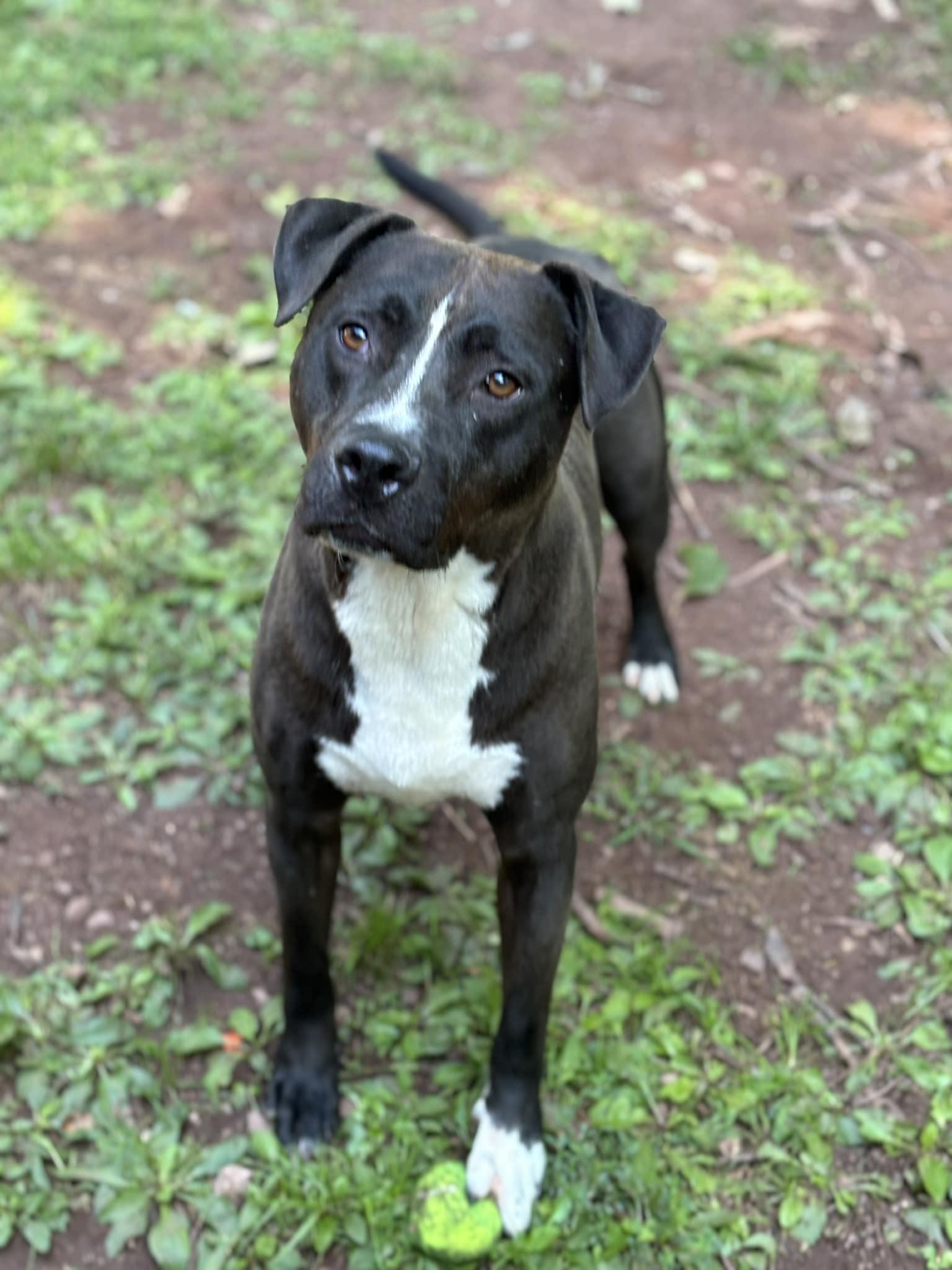 Enlarge Joey, a Adopted mixed breed in Hummelstown, PA image 5/5