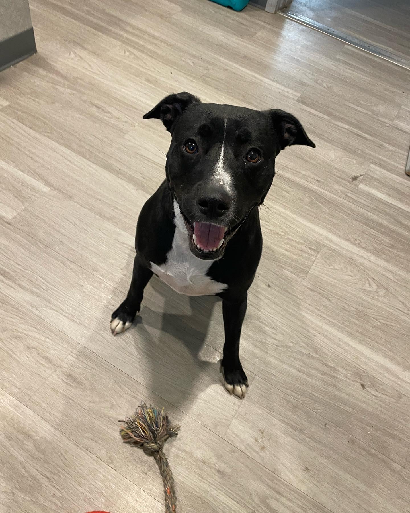 Enlarge Joey, a Adopted mixed breed in Hummelstown, PA image 1/5