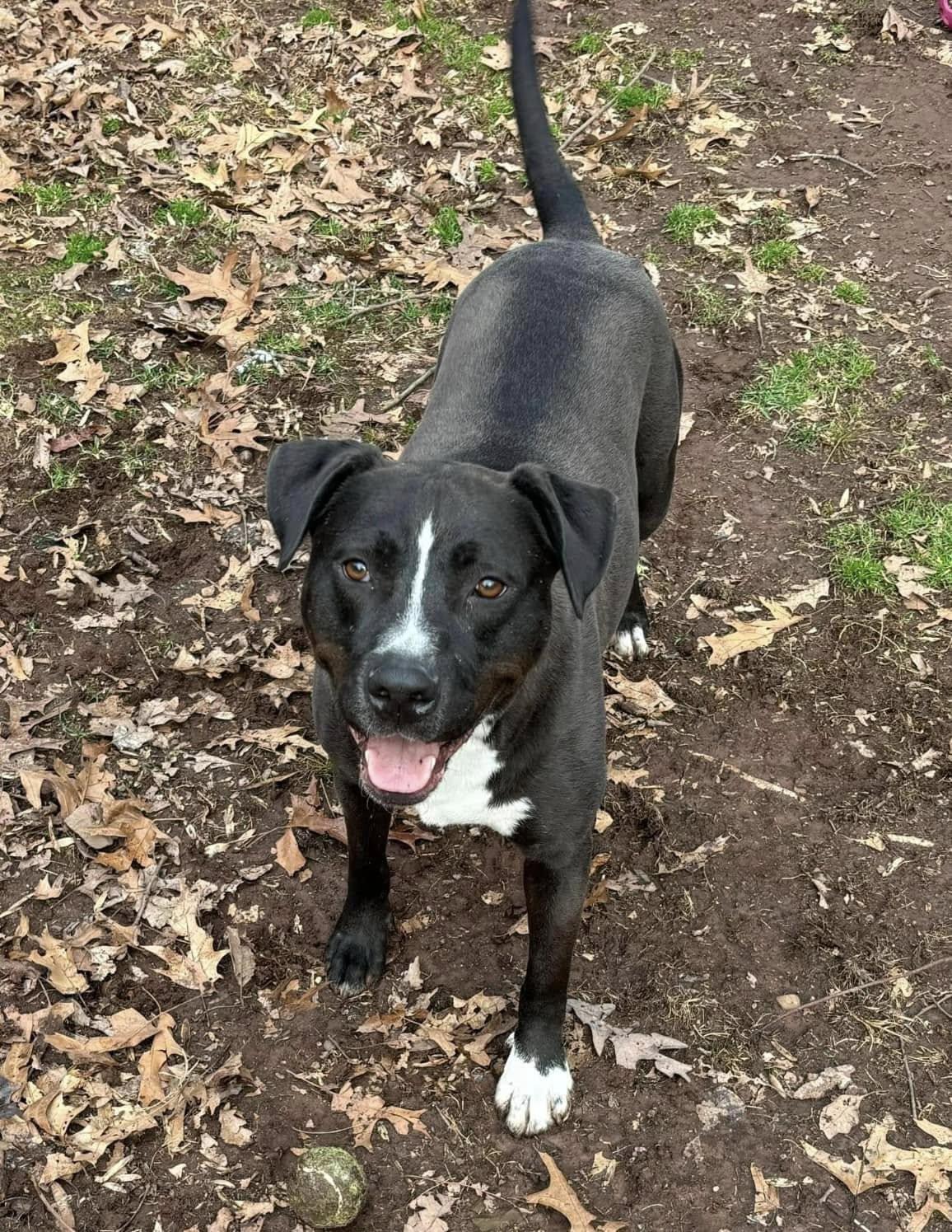 Enlarge Joey, a Adopted mixed breed in Hummelstown, PA image 4/5