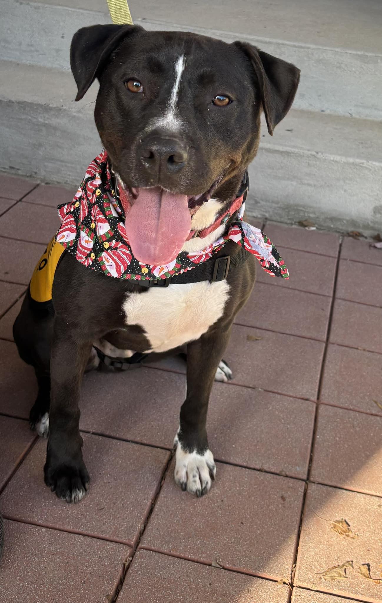 Enlarge Joey, a Adopted mixed breed in Hummelstown, PA image 2/5