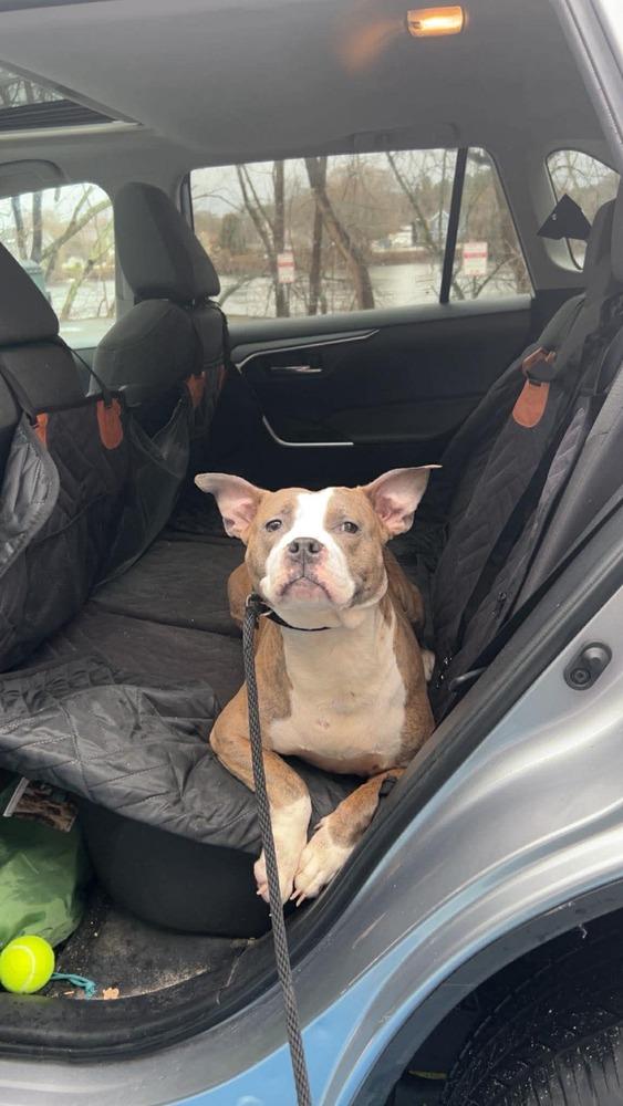 Harmony, Adoptable, Adult Female American Bully.