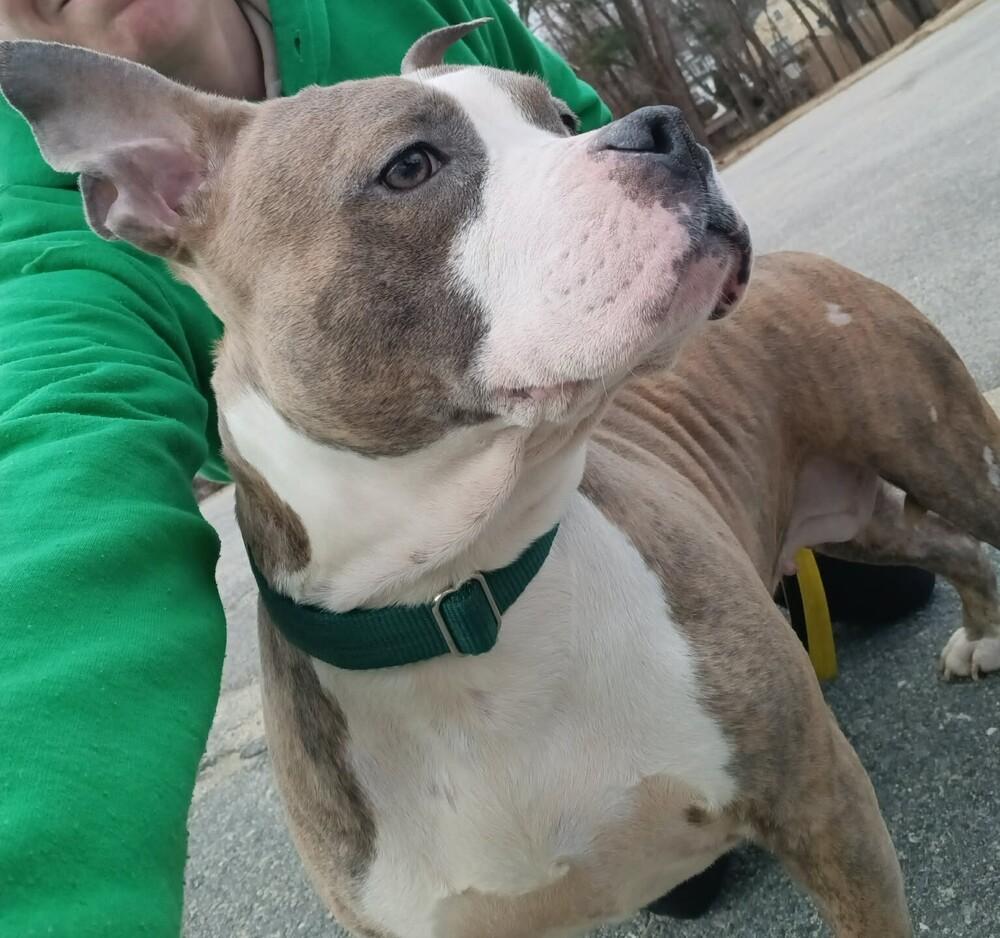 Enlarge Harmony, a Adoptable mixed breed in Groveland, MA image 2/6