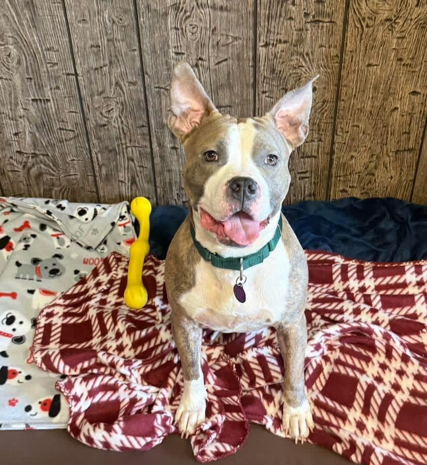 Enlarge Harmony, a Adoptable mixed breed in Groveland, MA image 3/6