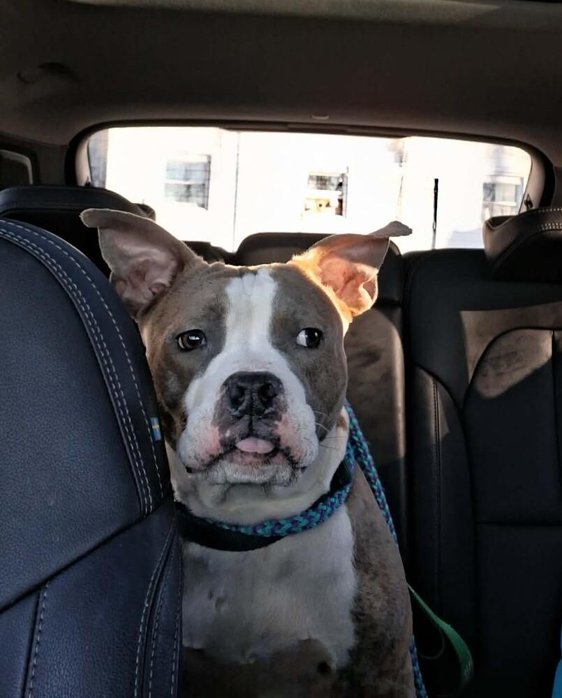 Enlarge Harmony, a Adoptable mixed breed in Groveland, MA image 4/6