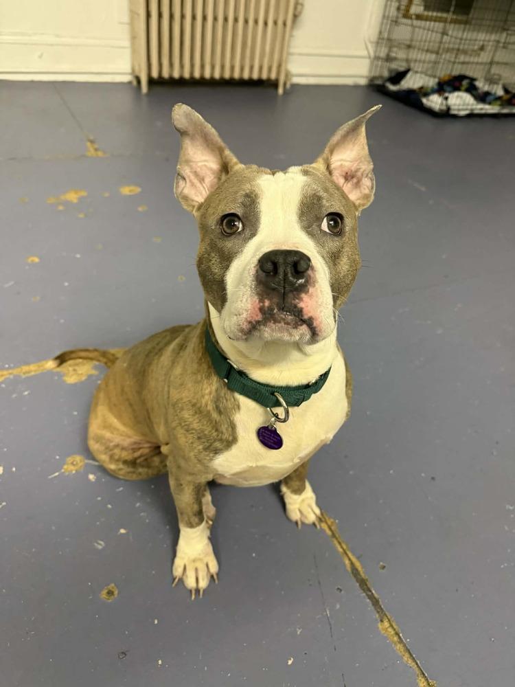 Enlarge Harmony, a Adoptable mixed breed in Groveland, MA image 5/6