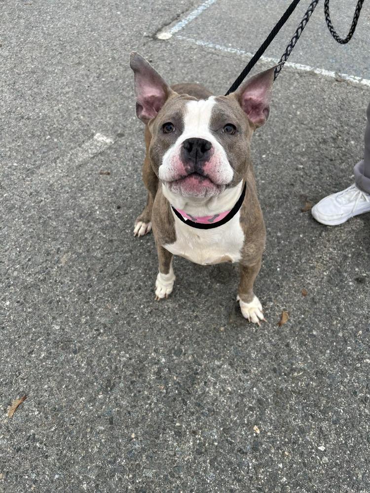 Enlarge Harmony, a Adoptable mixed breed in Groveland, MA image 6/6