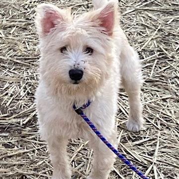 Jinx, Adoptable, Young Male Schnauzer & Mixed Breed.